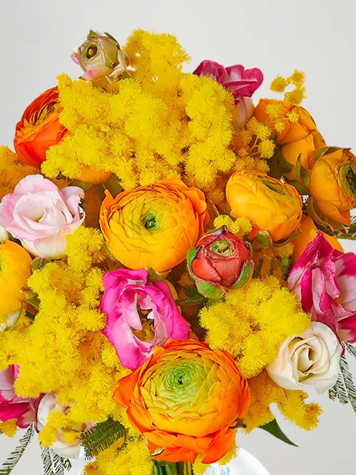 Bouquet di mimosa con ranuncoli colorati macro